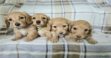 Miniature Dachshund dogs in Peterborough - Advert 2