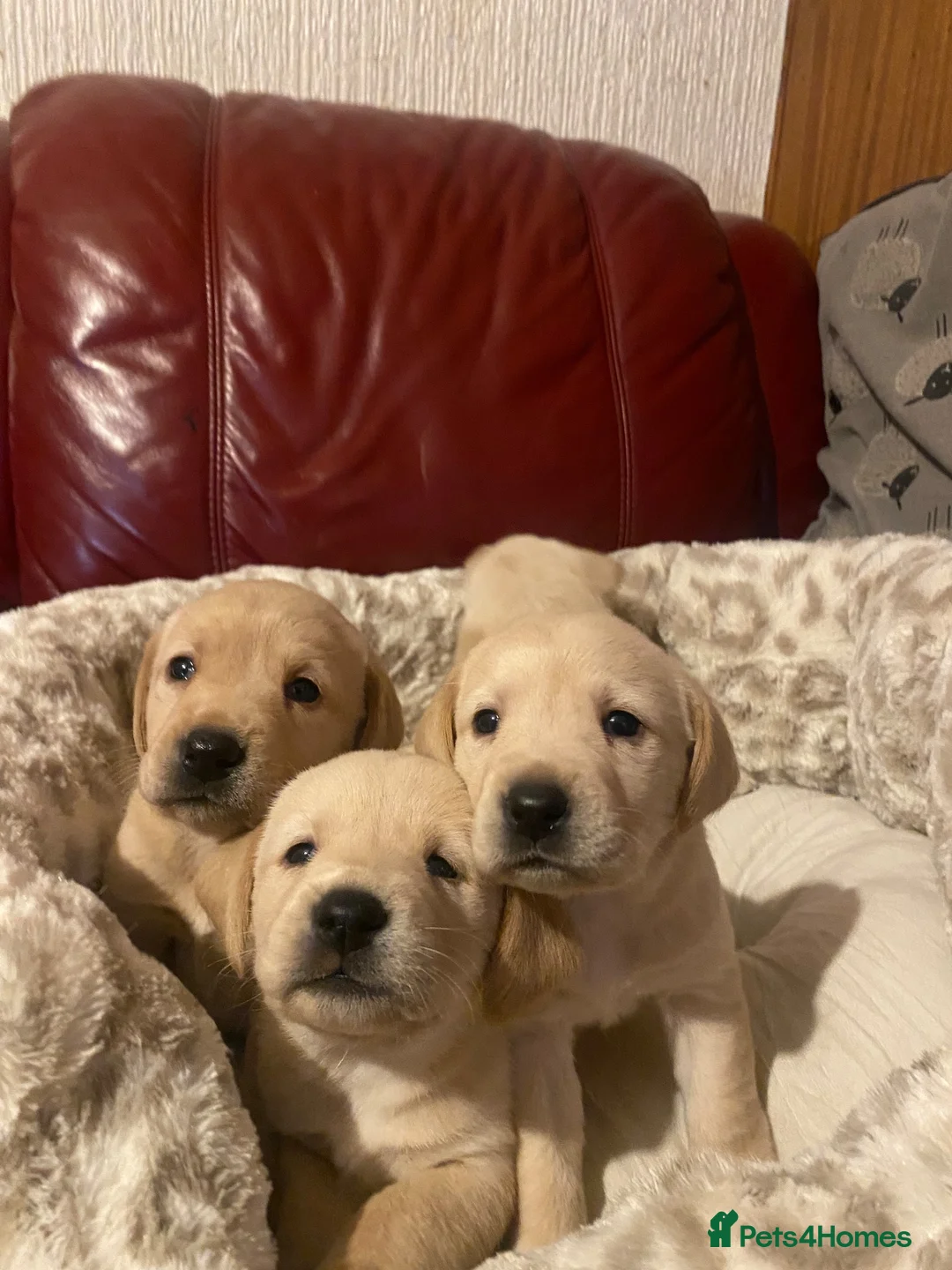 Labrador Retriever dogs for sale: Gorgeous Fox red Labrador puppies for sale ✨✨ in Pencader - Advert 18