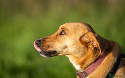 Mixed Breed dogs for adoption: Beautiful Maya is looking for her forever family  - Advert 7