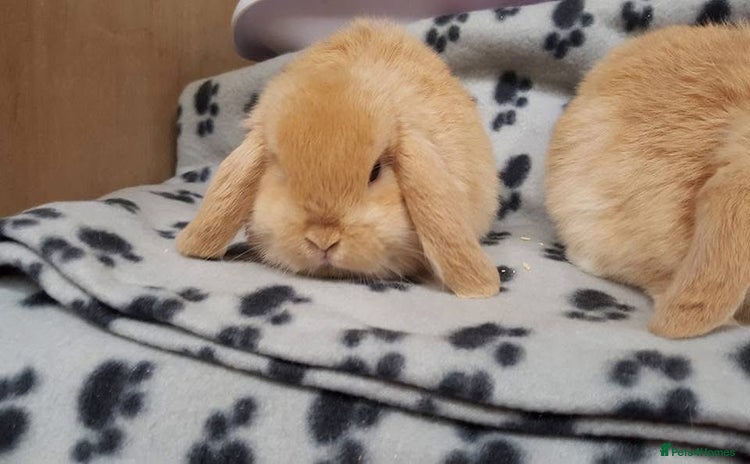 Mini Lop rabbits - Advert 1