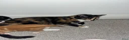 Mixed Breed cats for sale: Mixed kittens  - Advert 1