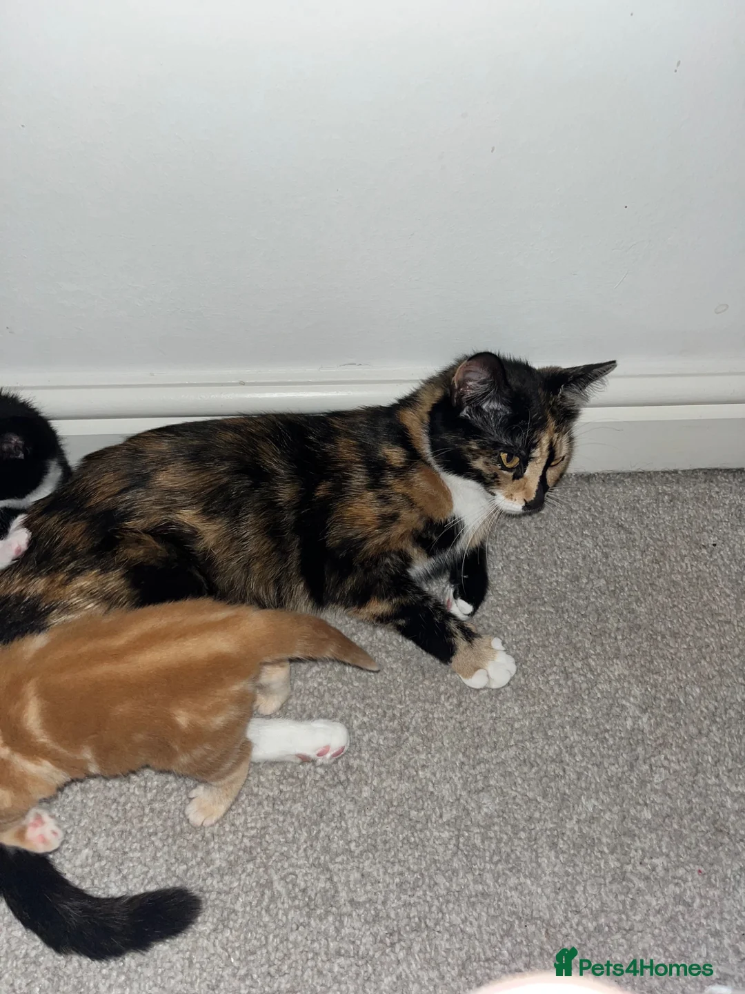 Mixed Breed cats for sale: Mixed kittens  - Advert 1
