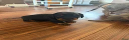 Miniature Dachshund dogs for sale: Miniature dachshunds looking for a forever home - Advert 7