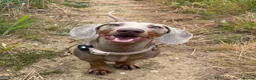 Miniature Dachshund dogs for stud: KC Registered Miniature Dachshund for STUD in Chelmsford - Advert 4