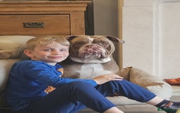 Olde English Bulldogge dogs for sale: Old English bulldog puppies - Image 34