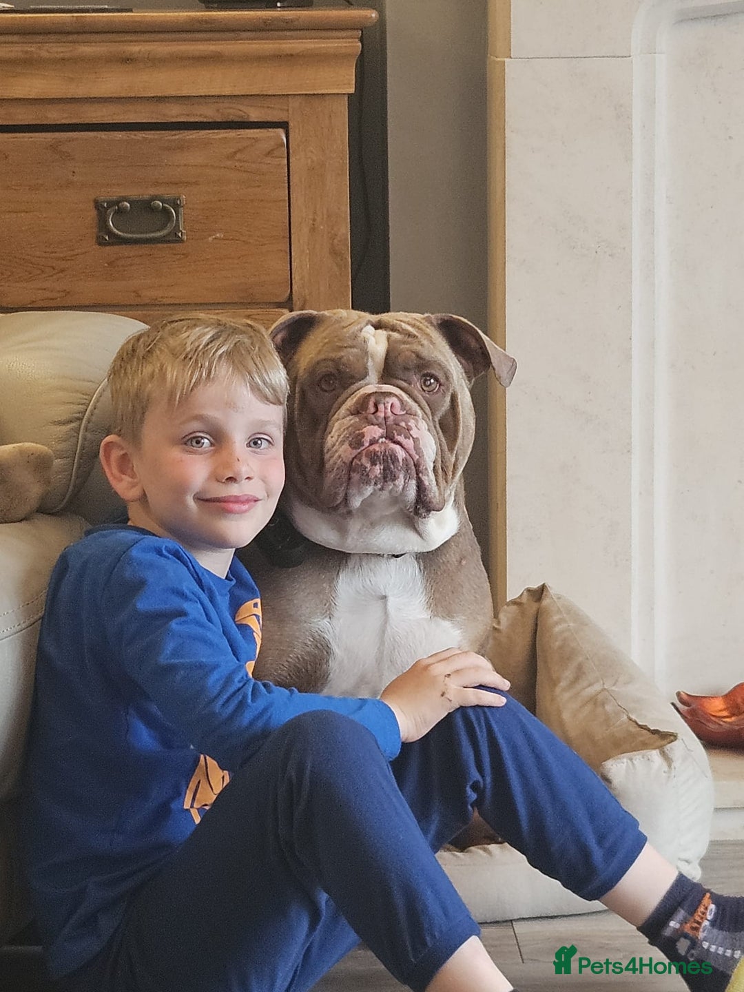 Olde English Bulldogge dogs for sale: Old English bulldog puppies - Image 34
