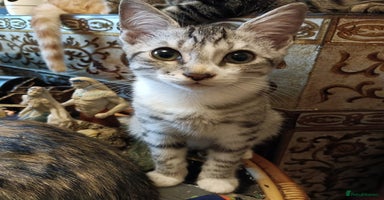 Domestic Shorthair cats - Advert 4