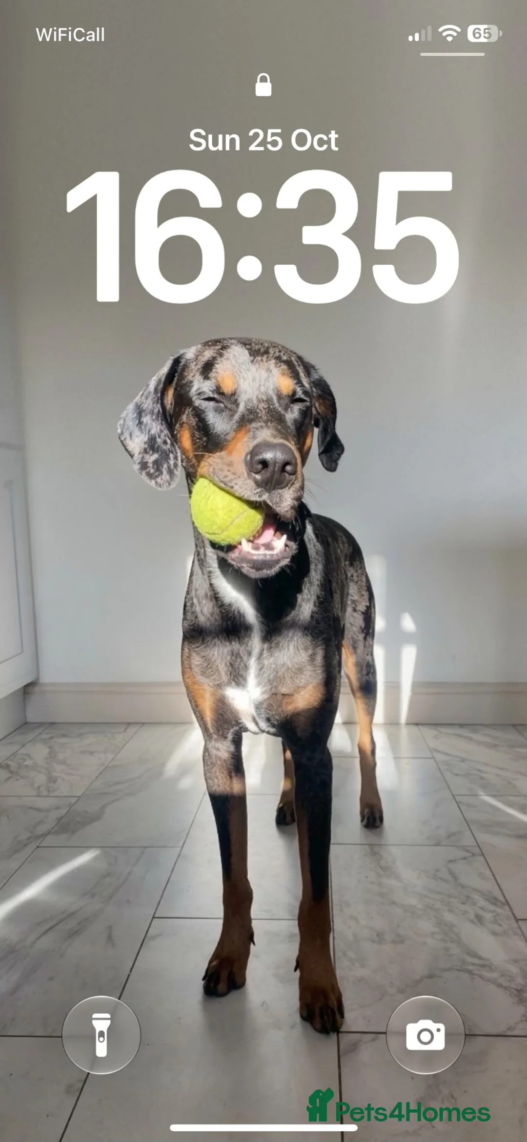 Catahoula Leopard Dog dogs for stud: Hubie  in Radlett - Advert 1