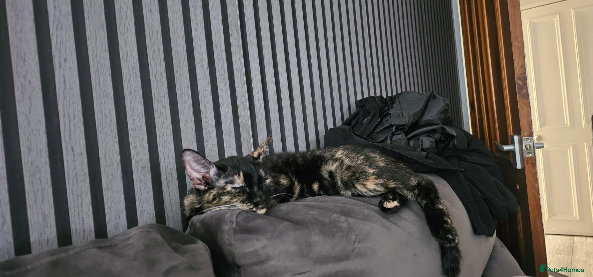 Mixed Breed cats Chi-Chi And lucas - Advert 5