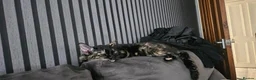 Mixed Breed cats for sale: Chi-Chi And lucas in Maidenhead - Advert 1