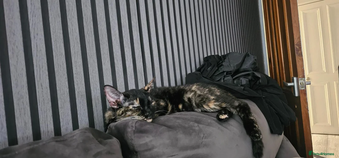 Mixed Breed cats for sale: Chi-Chi And lucas in Maidenhead - Advert 1