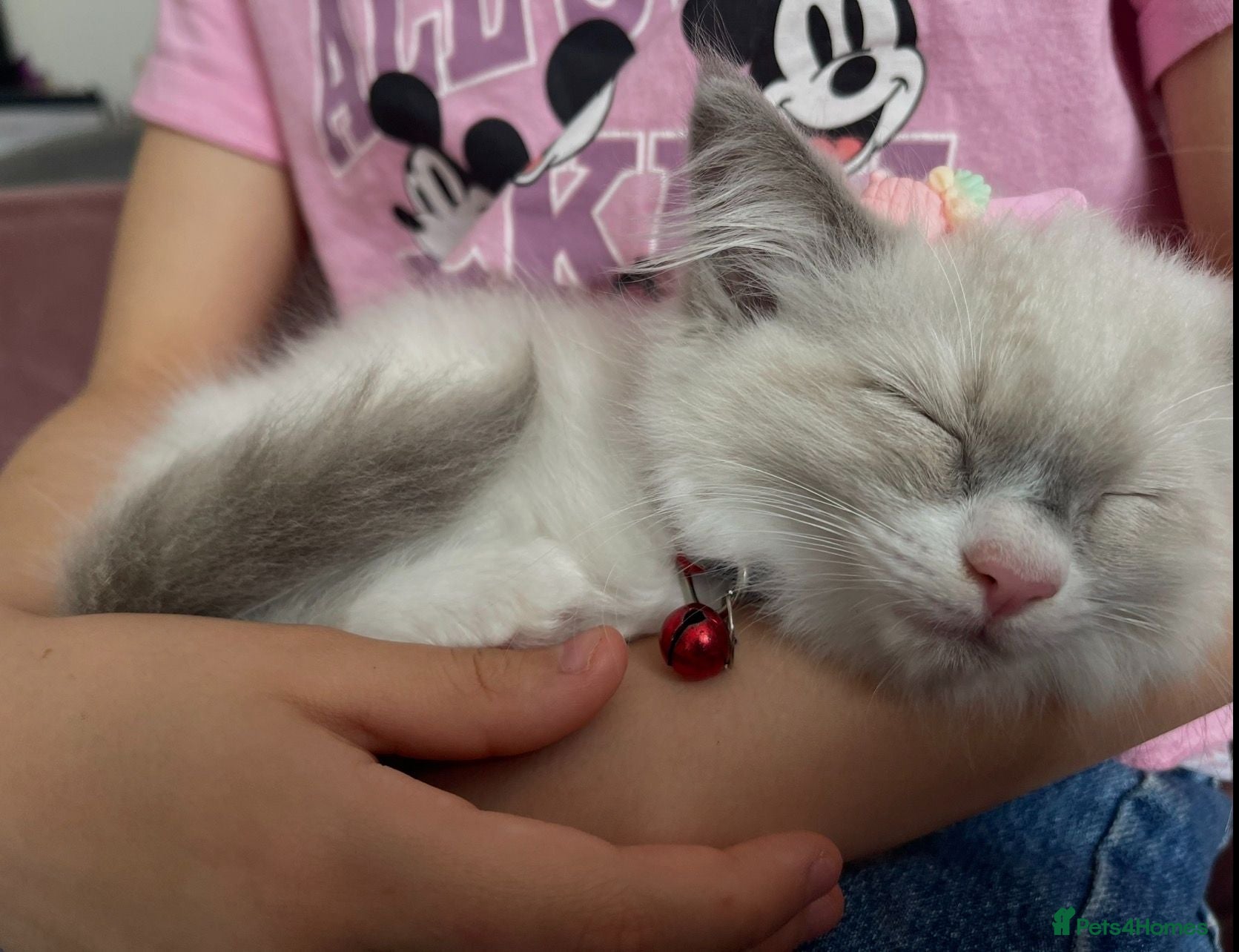 Ragdoll cats Child Friendly Ragdoll and Ragdoll Cross Kittens  - Advert 9