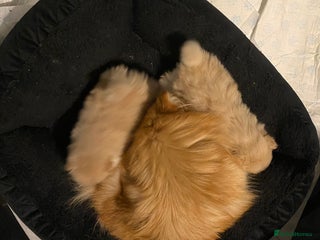 Pomeranian dogs Two Male Pomeranian’s! - Advert 8