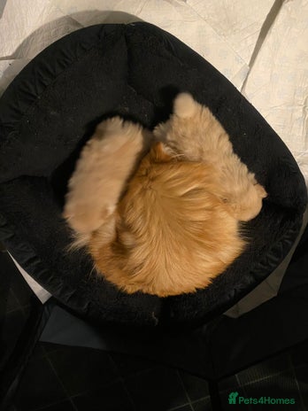 Pomeranian dogs Two Male Pomeranian’s! - Advert 2