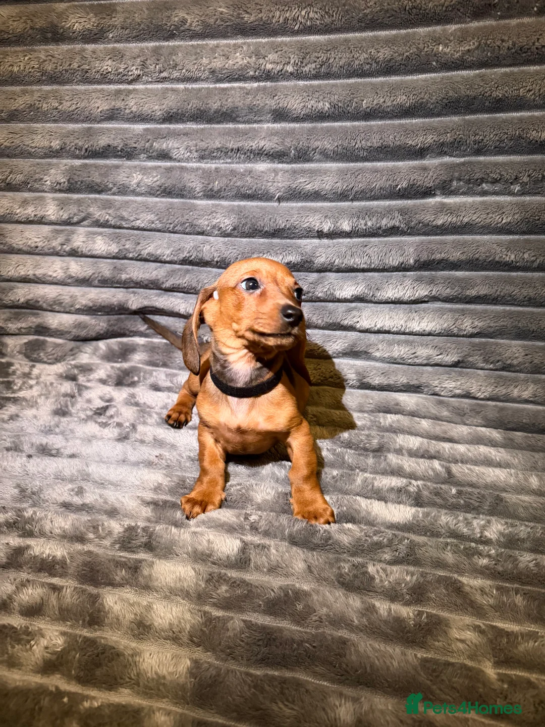 Dachshund dogs for sale: Miniature Dachshund Puppies Available 🐾 - Advert 25