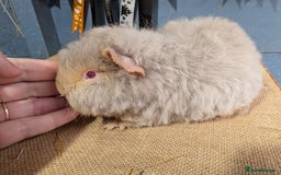 Guinea Pig rodents for sale: Beautiful swiss baby boars  - Advert 5