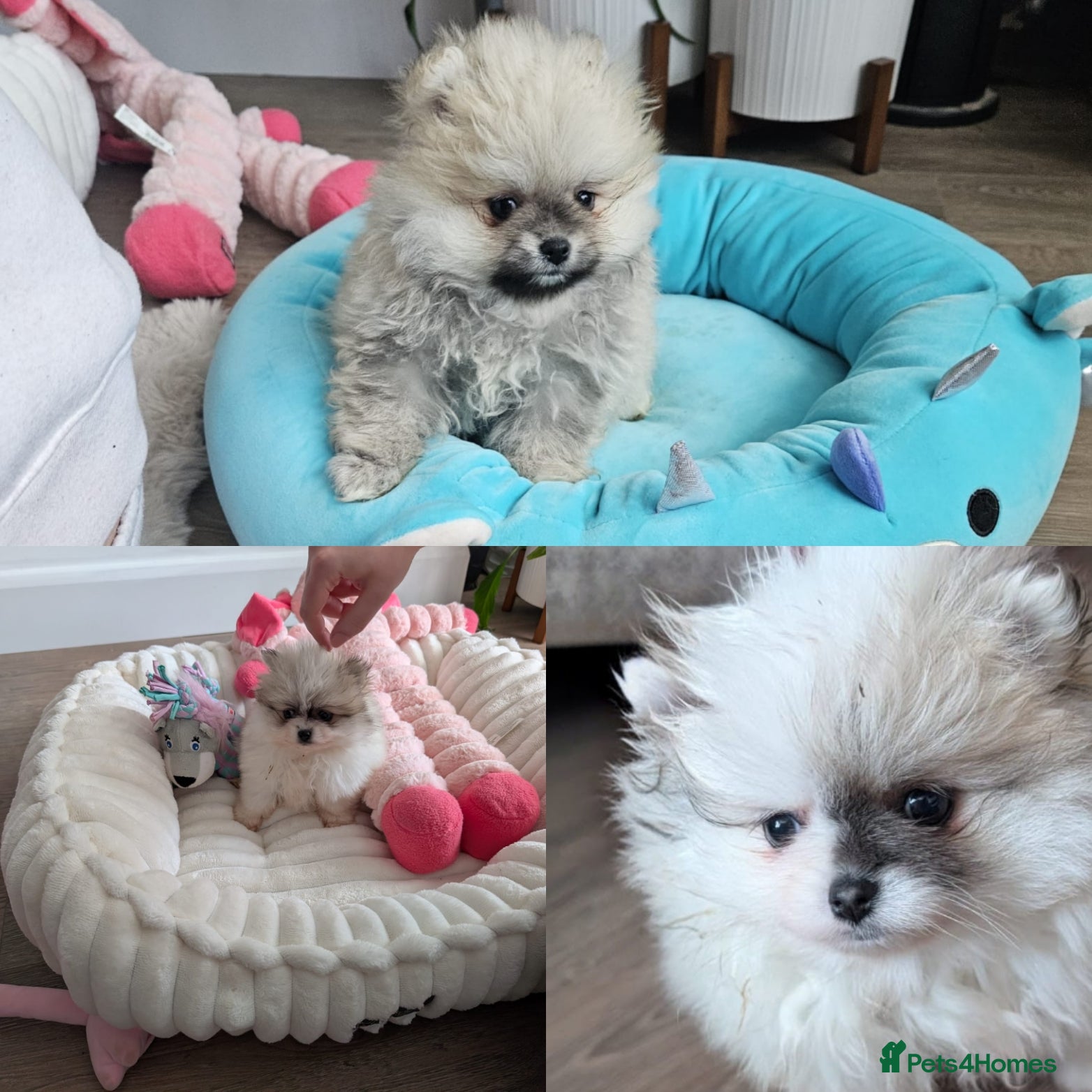 Pomeranian dogs Gorgeous KC small Pomeranians Pups - Advert 11