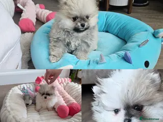 Pomeranian dogs Gorgeous KC small Pomeranians Pups - Advert 11