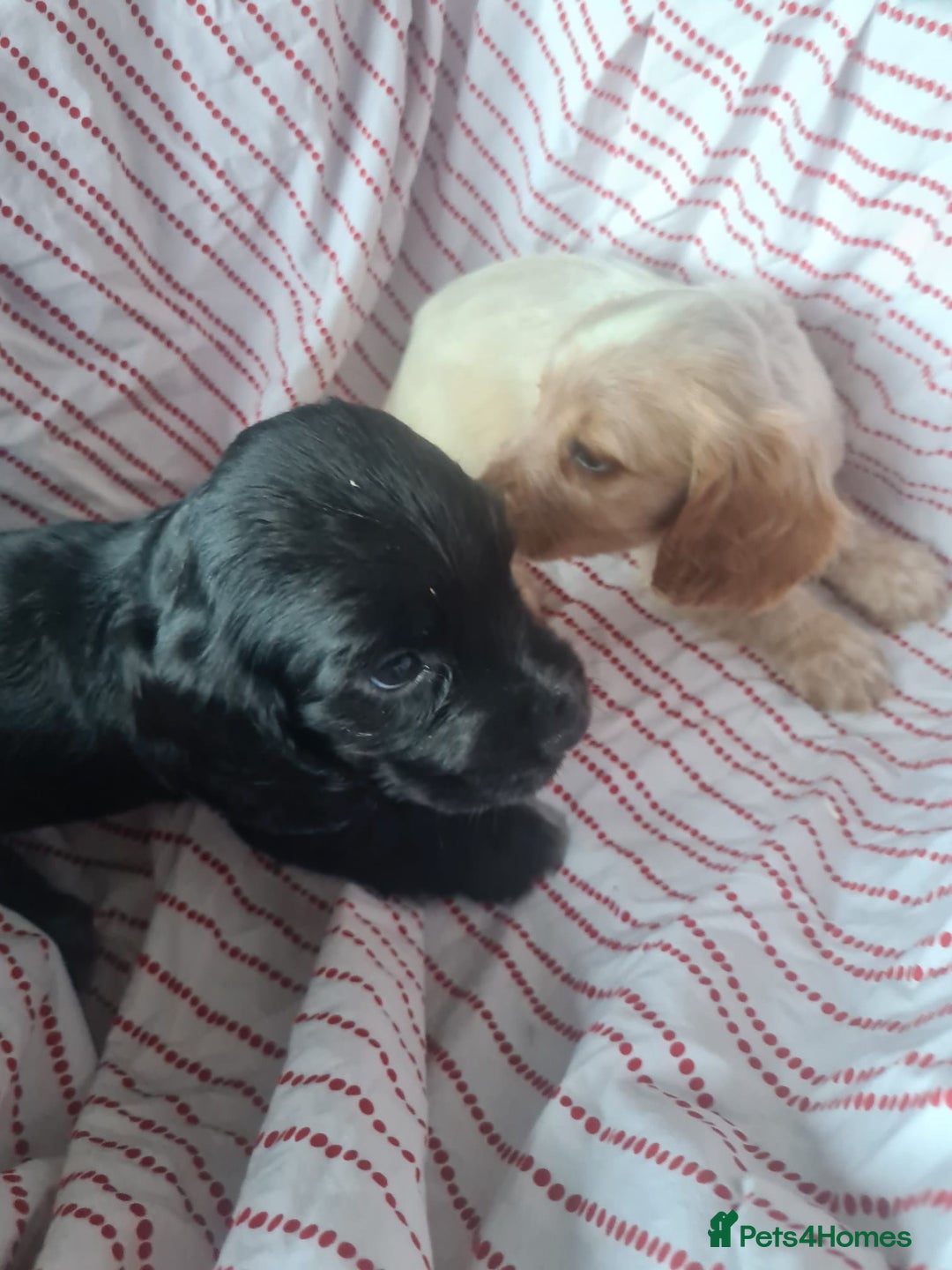 Cocker Spaniel dogs for sale: Cocker spaniel puppies | Mixed colours | 6 total - Advert 7