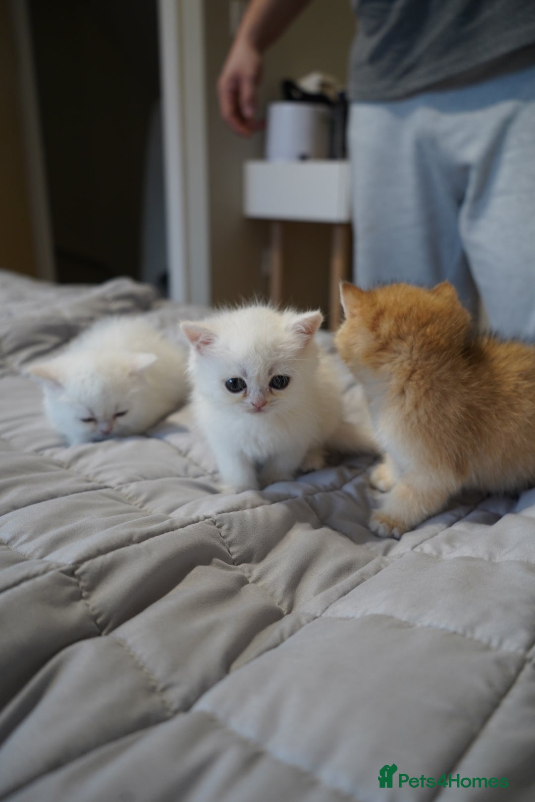 British Shorthair cats for sale: British Shorthair Chinchilla - Advert 11