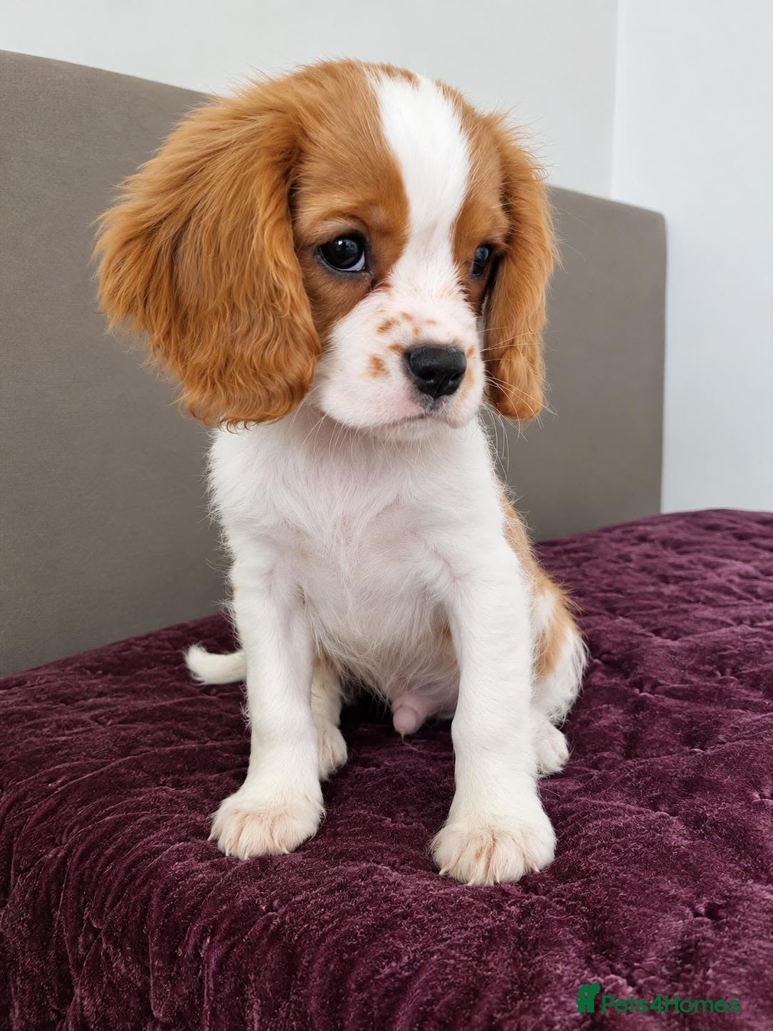 Cavalier King Charles Spaniel dogs for sale: CHOCOLATE CARRIER CAVALIER BOY READY. - Advert 14