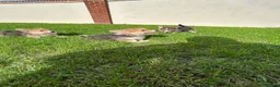Welsh Corgi Pembroke dogs for sale: Welsh Pembroke corgi - Advert 12