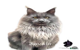 Maine Coon cats for sale: Full Pedigree Maine Coon Kittens - Image 5