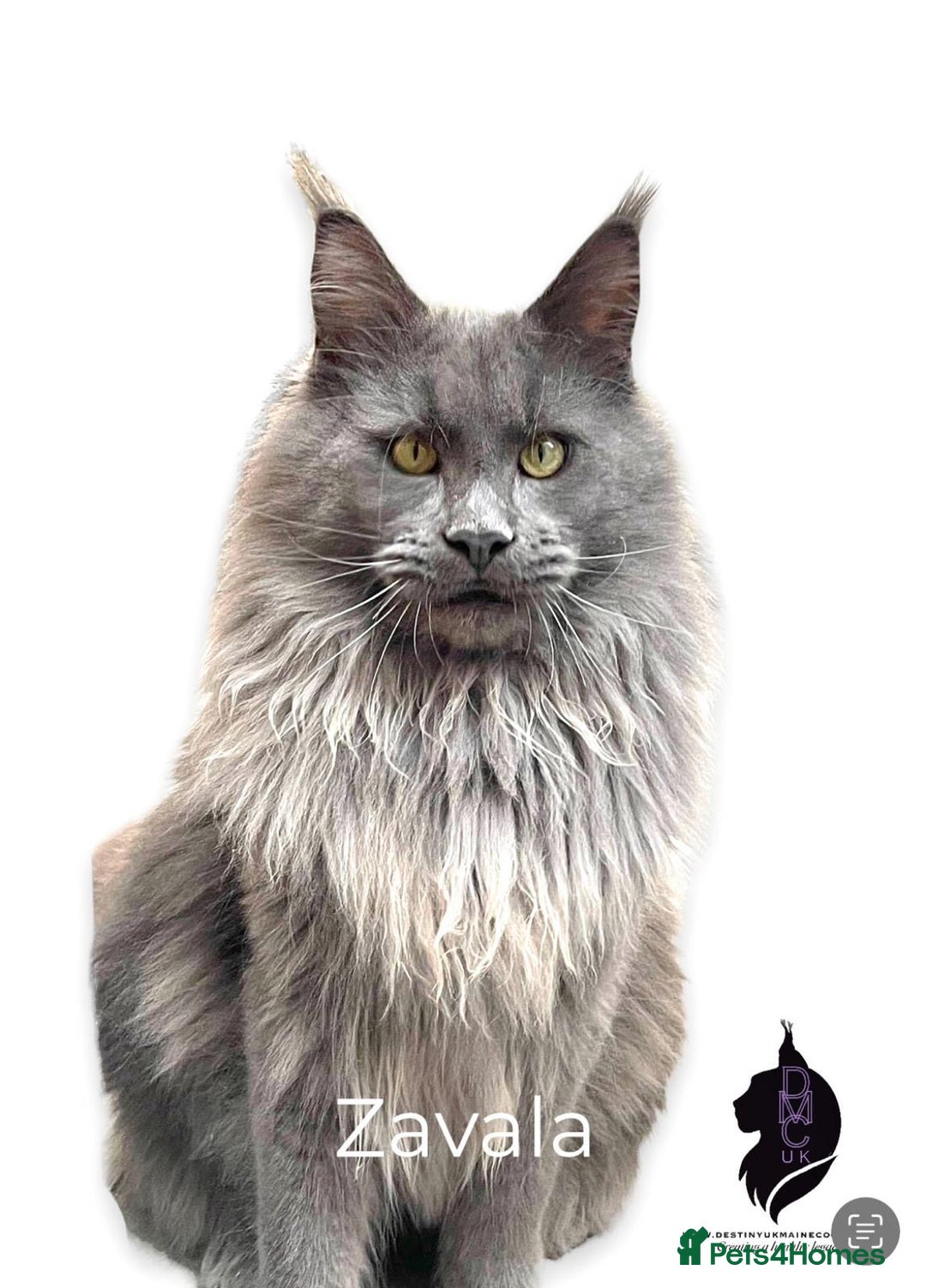 Maine Coon cats for sale: Full Pedigree Maine Coon Kittens - Image 5