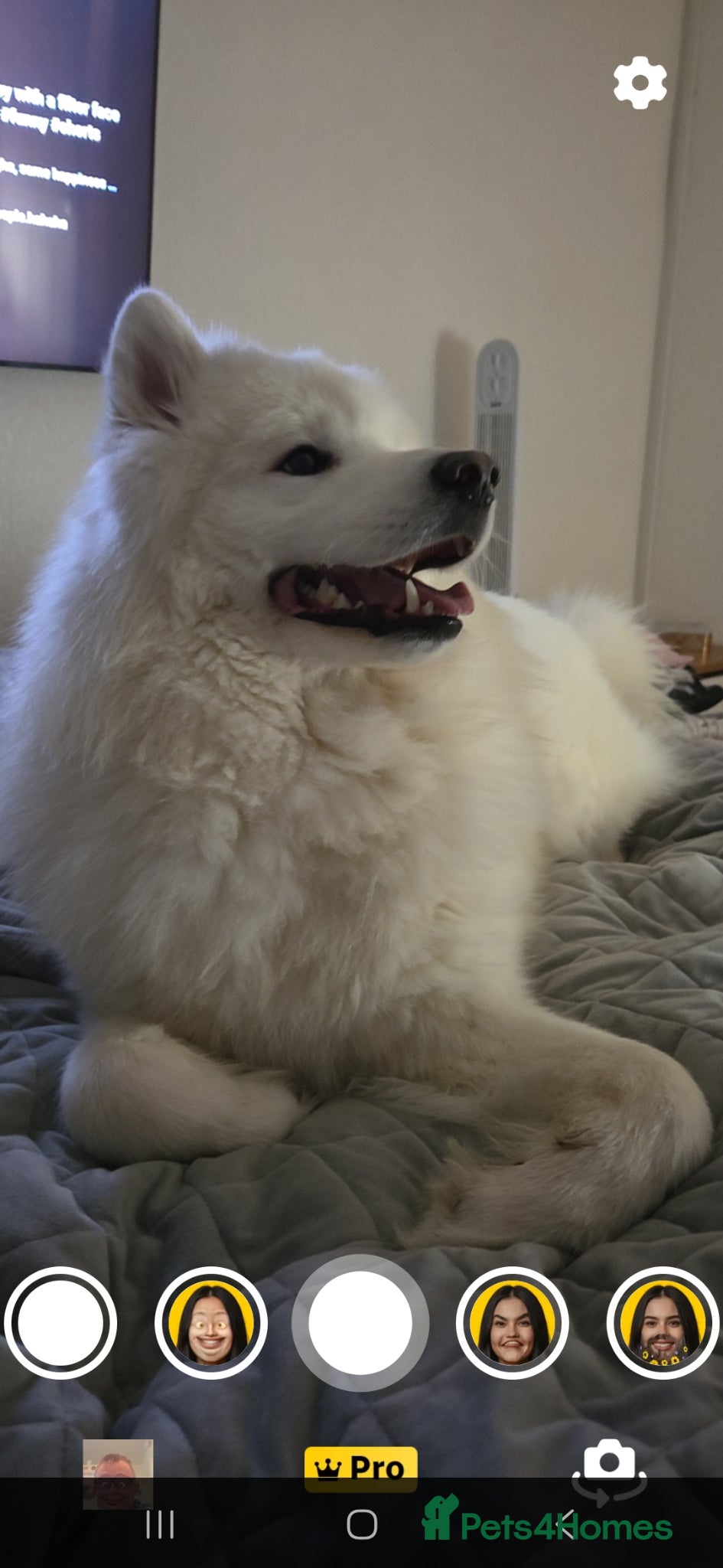Samoyed dogs 19 months old samoyed  - Advert 1