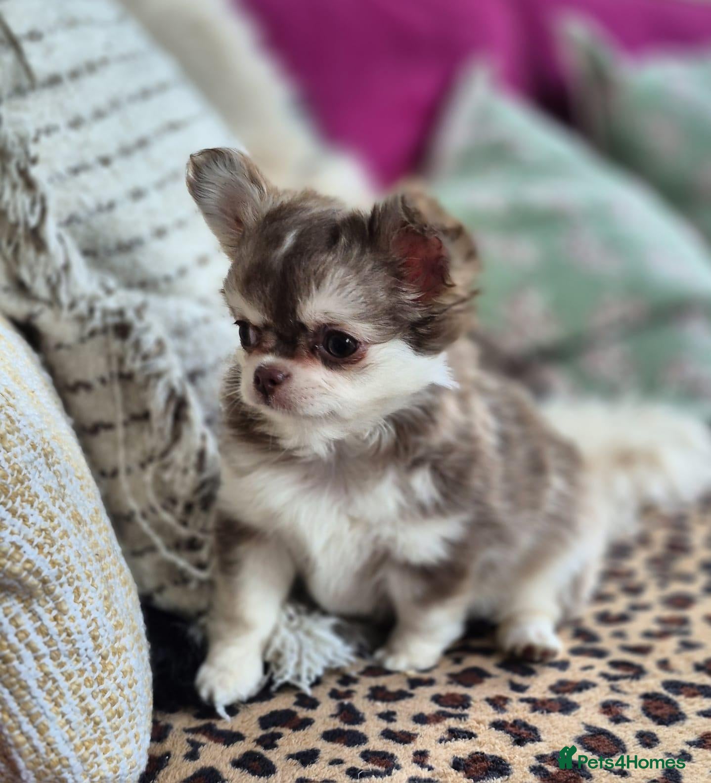 Chihuahua dogs Amazing Longcoat Apple head Chihuahua Puppies - Advert 5