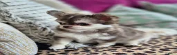 Chihuahua dogs for sale: Amazing Longcoat Apple head Chihuahua Puppies - Advert 12
