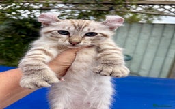 Keetso cats for sale: Super snow leopard girl  - Image 8