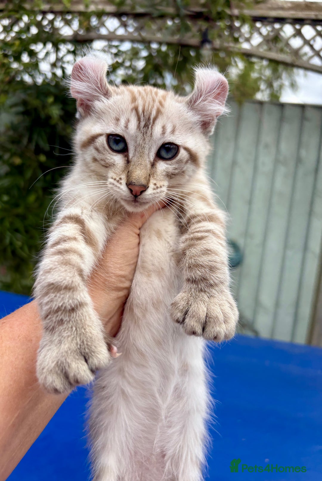 Keetso cats for sale: Super snow leopard girl  - Image 8
