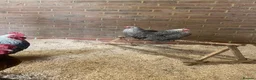 Chickens poultry for sale: Silver partridge Pekin hens  - Advert 4