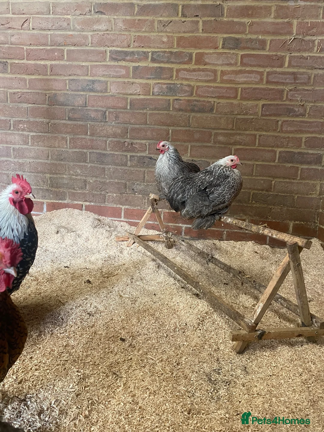 Chickens poultry for sale: Silver partridge Pekin hens  - Advert 4
