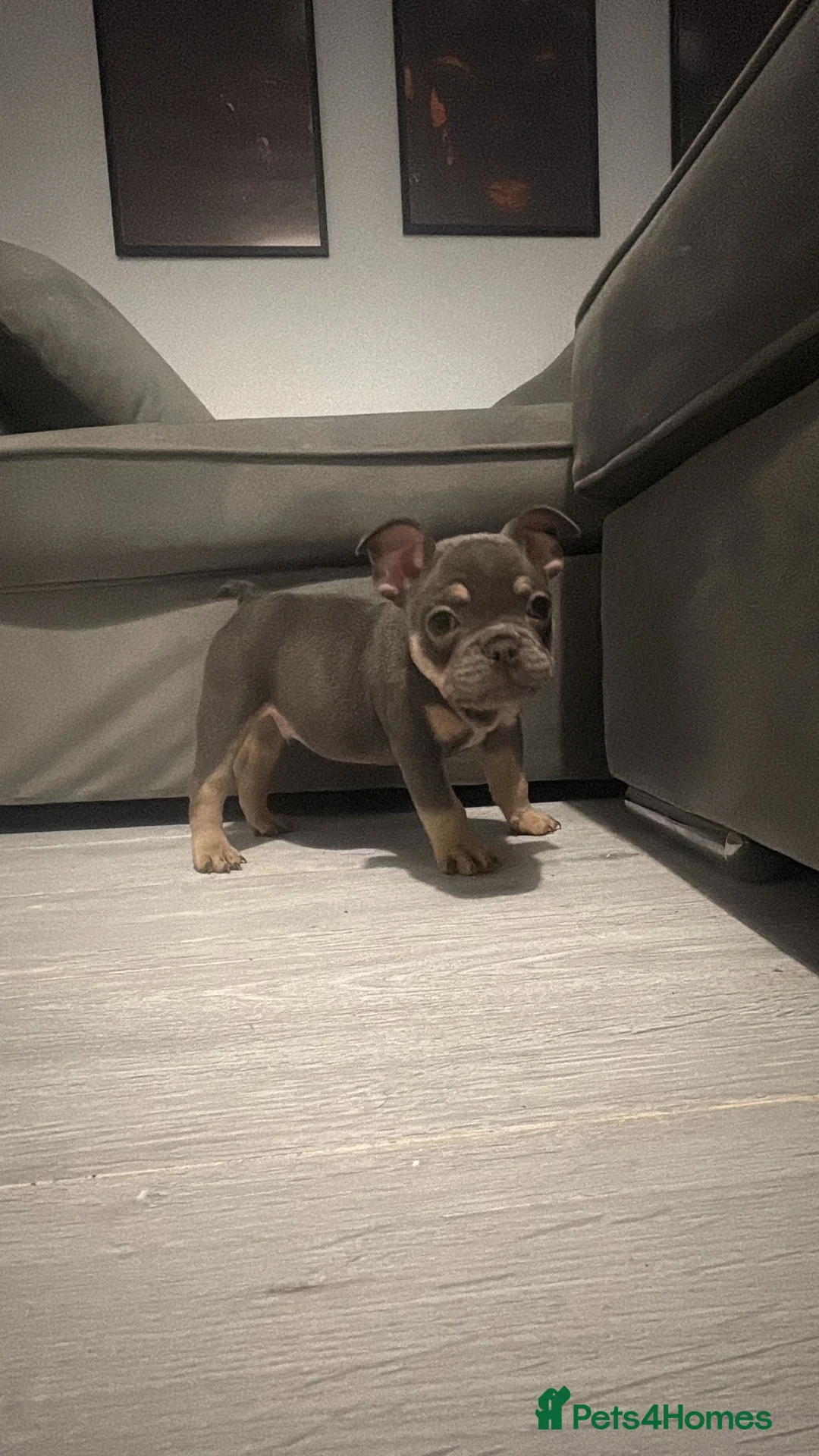 French Bulldog dogs for sale: French bulldog puppies  - Advert 4