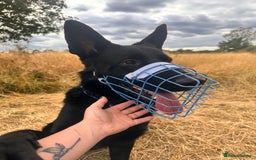 German Shepherd dogs for stud: German Shepherd *STUD* - Image 5