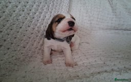 Beagle dogs for sale: KC Registered beagle puppies - Image 17