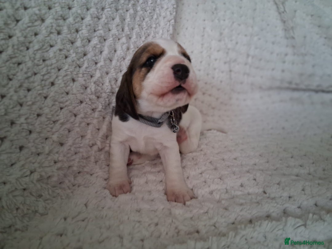Beagle dogs for sale: KC Registered beagle puppies - Image 17