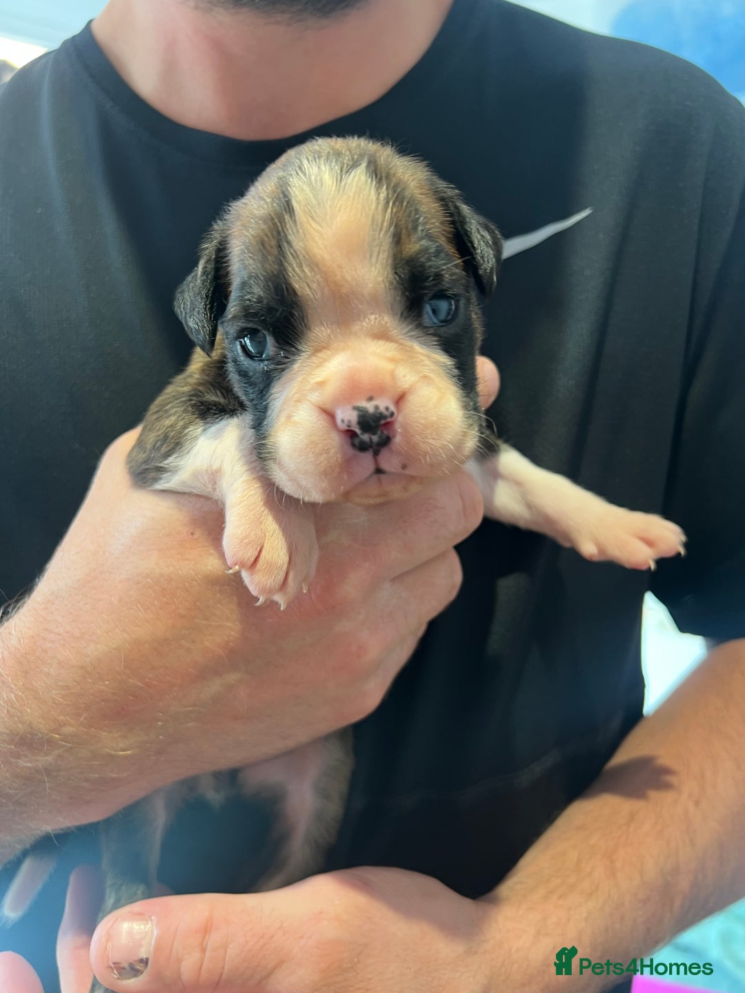 Boxer dogs for sale: 6 Beautiful Boxer Puppies - Image 12