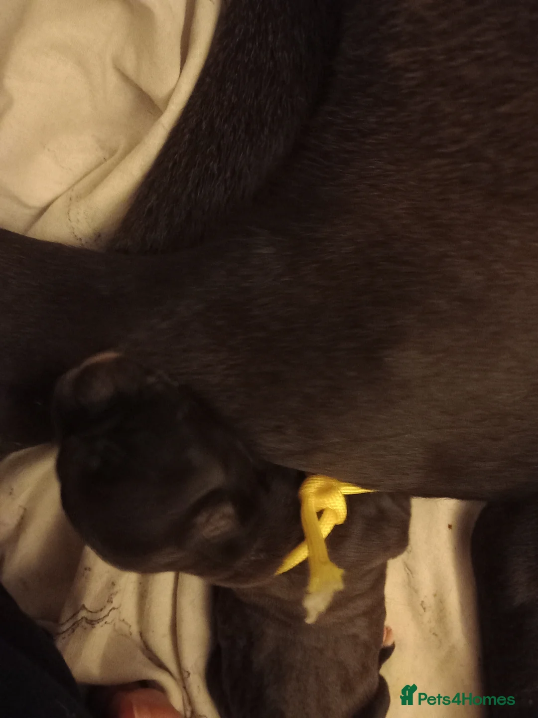 Cane Corso dogs for sale: 10 Cane Corso Puppies - Advert 8