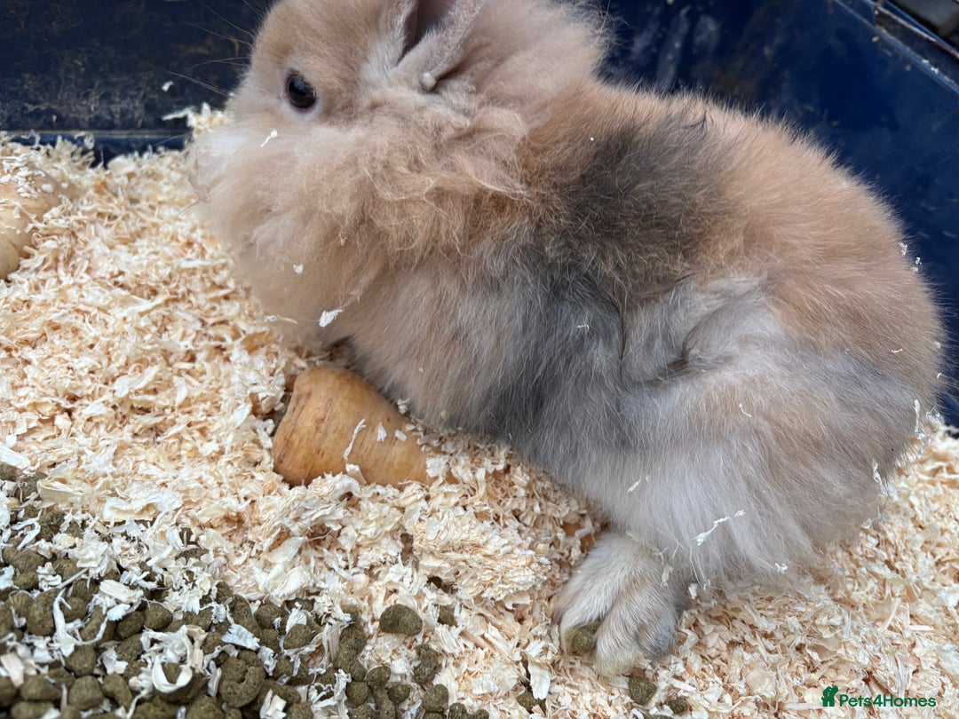 Mixed Breed rabbits for sale: Mixed breed rabbits ready now - Advert 3