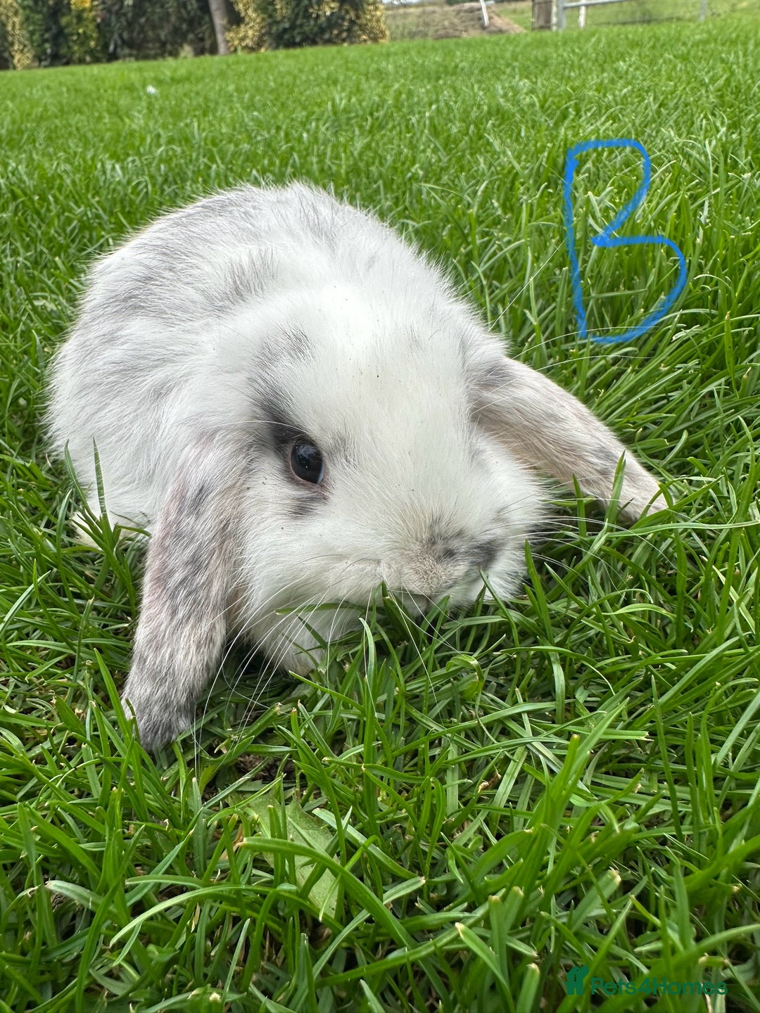 Mini Lop rabbits for sale: Mini Lop Rabbits For Sale  - Image 17