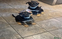 German Shepherd dogs for sale: German Shepherd Puppies  - Image 12