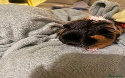 Guinea Pig rodents for sale: Two bonded female guinea pigs with cage - Image 7
