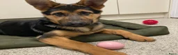 German Shepherd dogs for sale: German shepherd  - Advert 22
