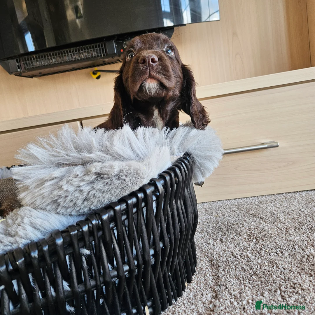 Cocker Spaniel dogs for sale: Working Type Cocker Spaniels - Advert 13