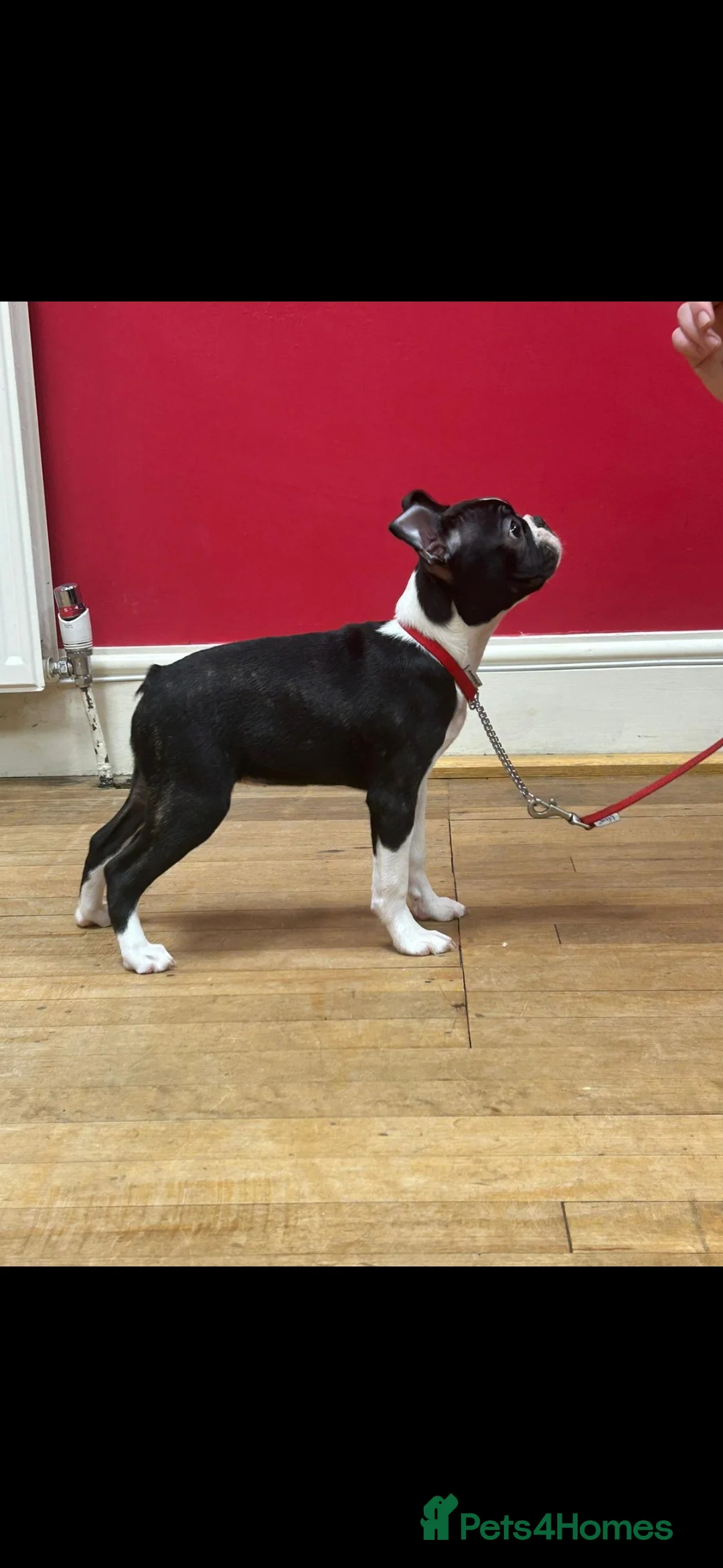 Boston Terrier dogs for stud: BOSTON TERRIER STUD in Lytham Saint Annes - Advert 12