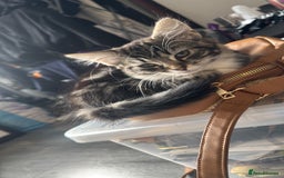 Mixed Breed cats for sale: 3 beautiful kitty’s 🥹 - Image 3
