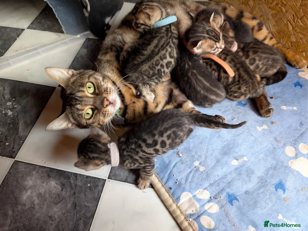 Bengal cats for sale: Ready Now | Health Tested TICA Glitter Bengal Girl - Advert 2